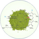 Chlorofyl